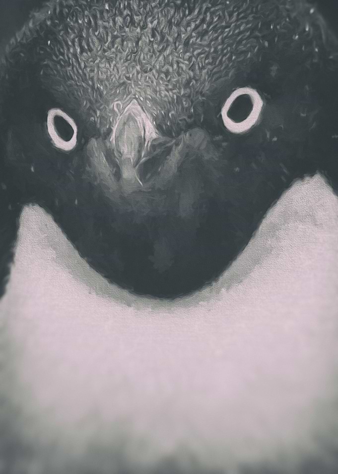 Adelie Penguin