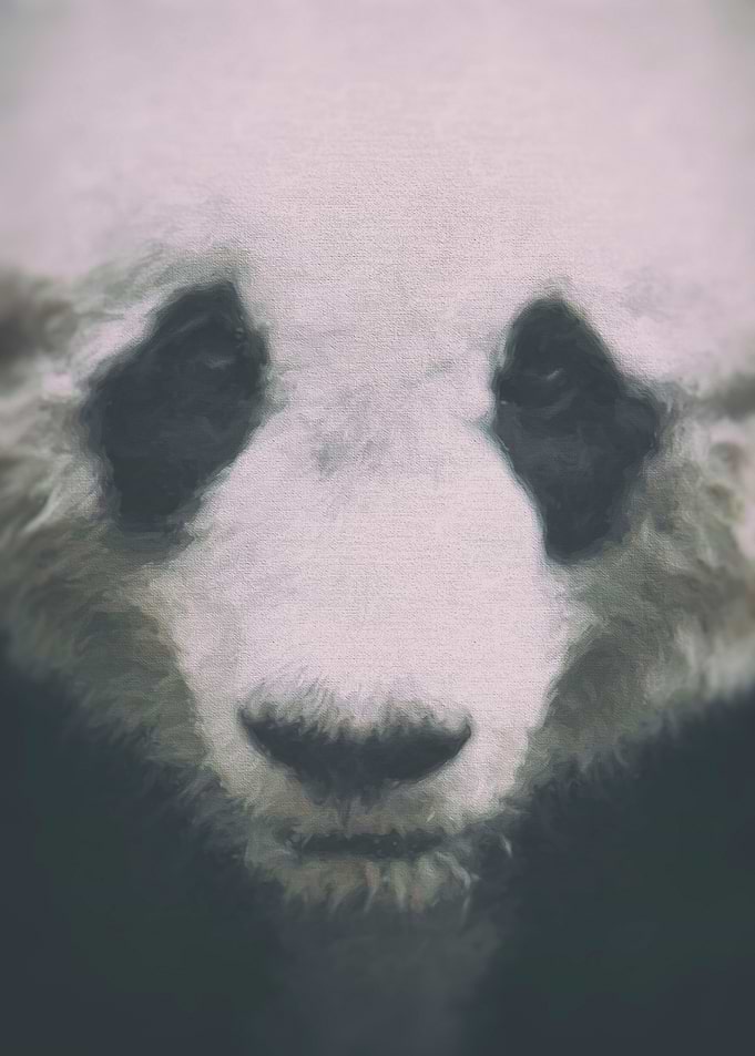 Giant Panda