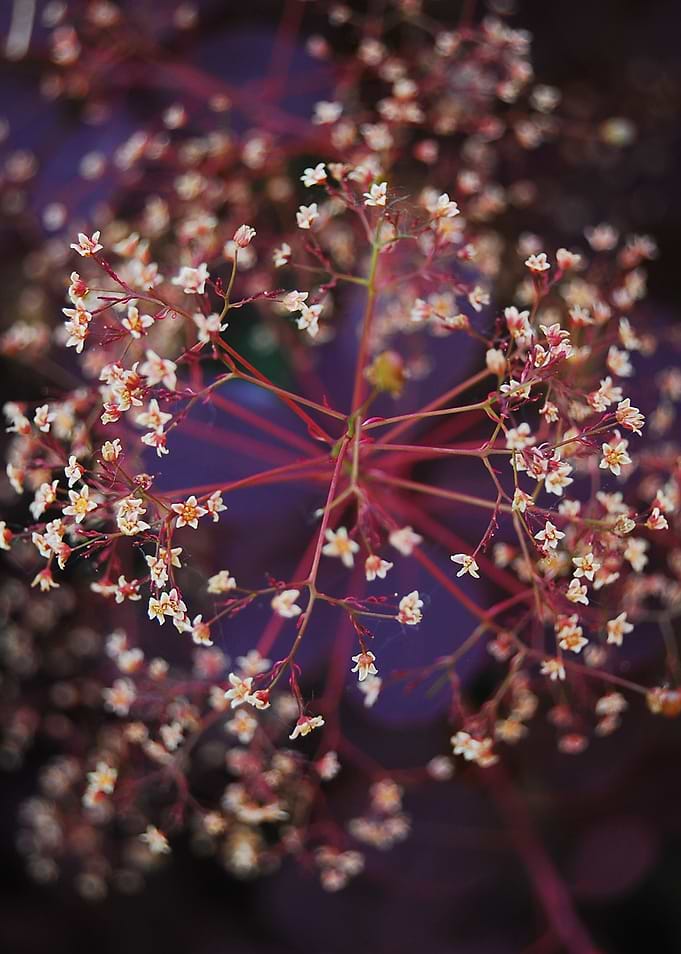 art of nature