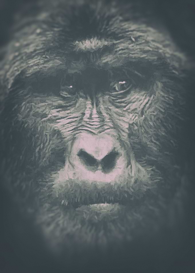 Mountain Gorilla