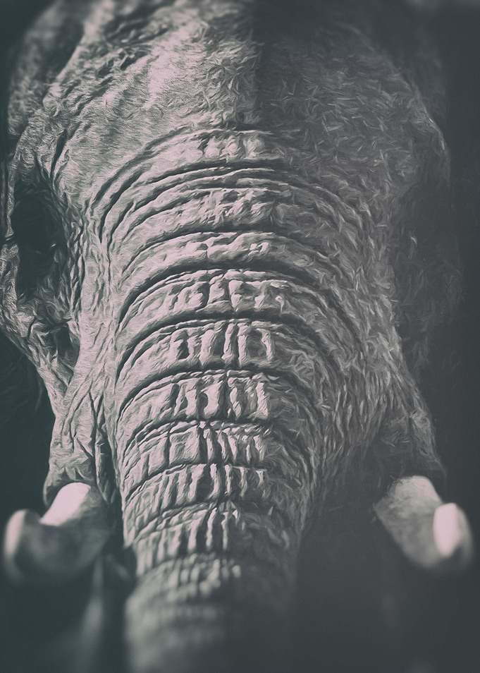 African Elephant