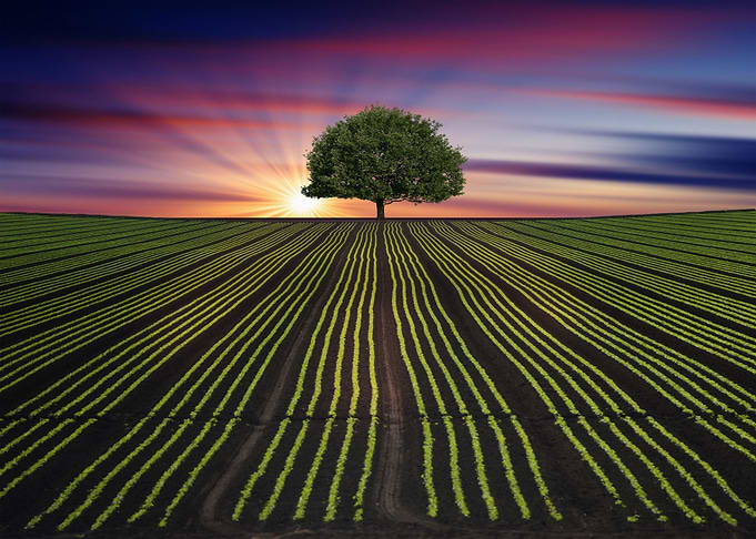 The field