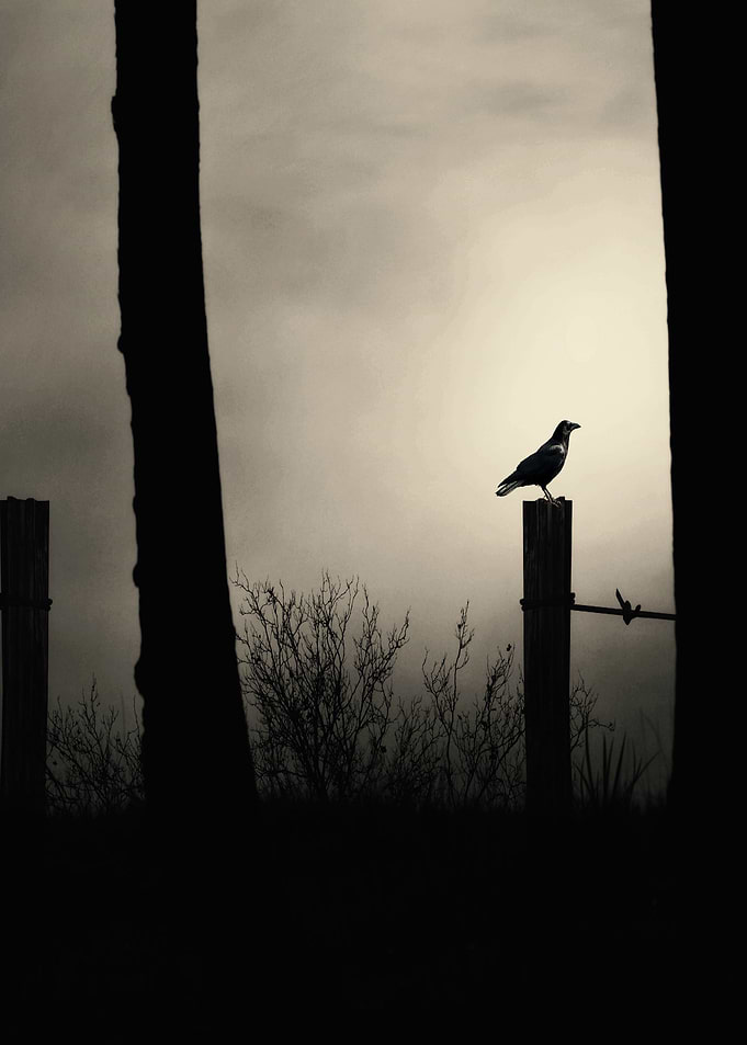 the little black bird