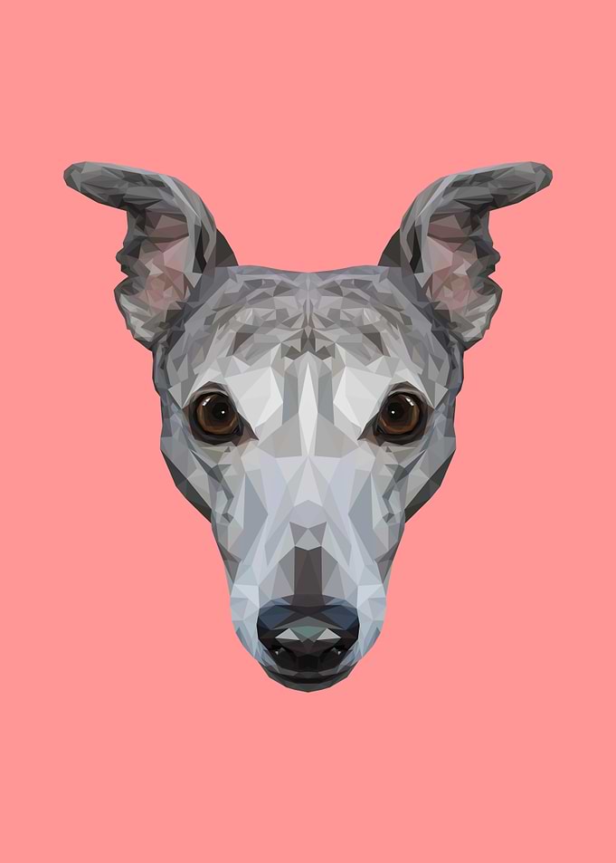 Whippet Polygon Art // Pink (Devo)