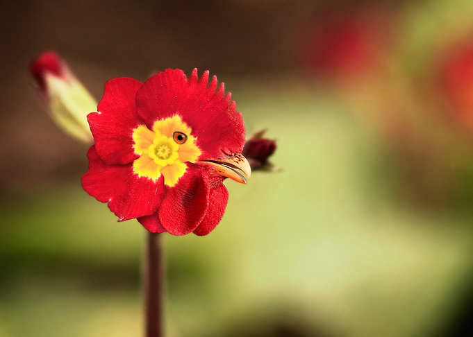 Funny Bird Flower