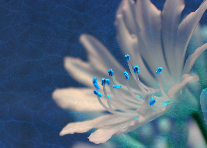 Digitally manipulated photography a an agapanthus by C ...