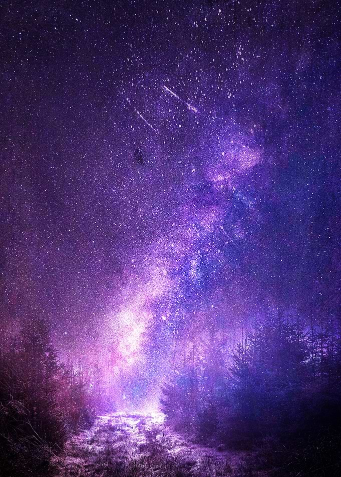 Forest of Dreams