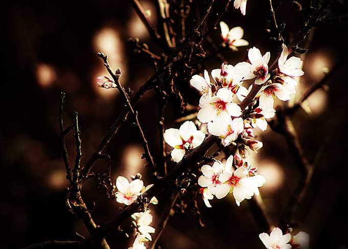Beautiful springtime almond blossoms in Andalucia, Sout ...