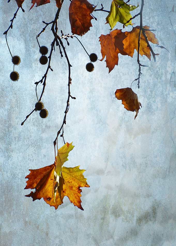 Maple