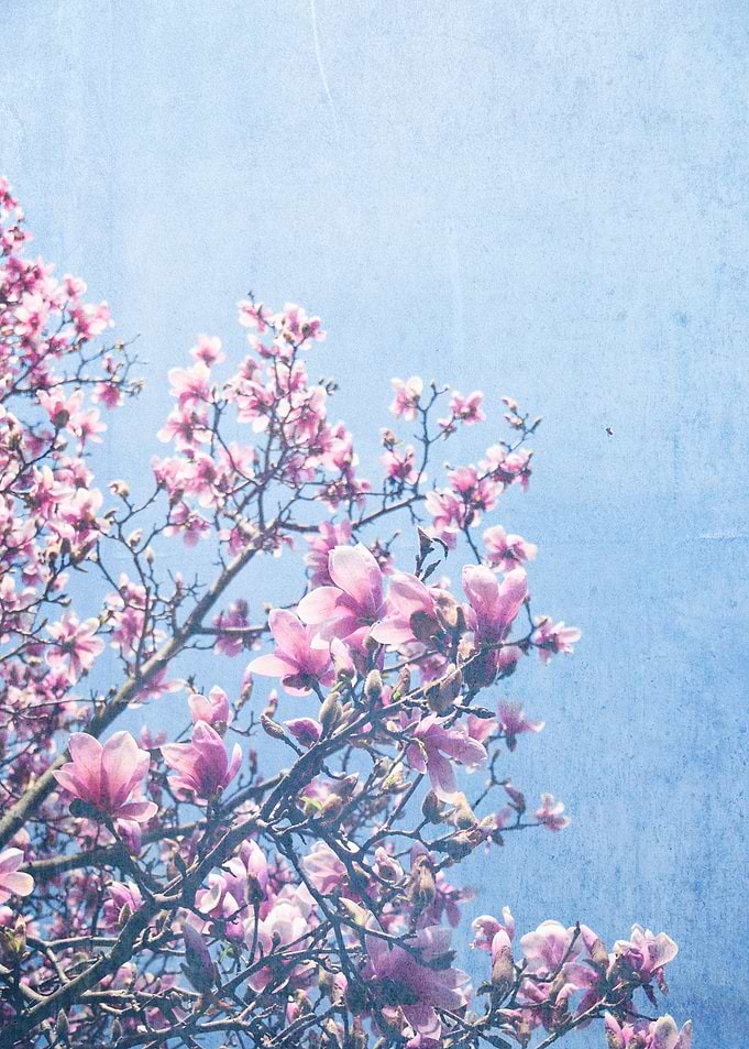 She Bloomed Everywhere She Went