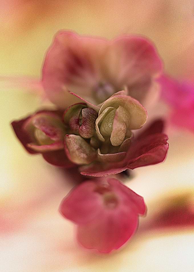 Sweet afternoon
