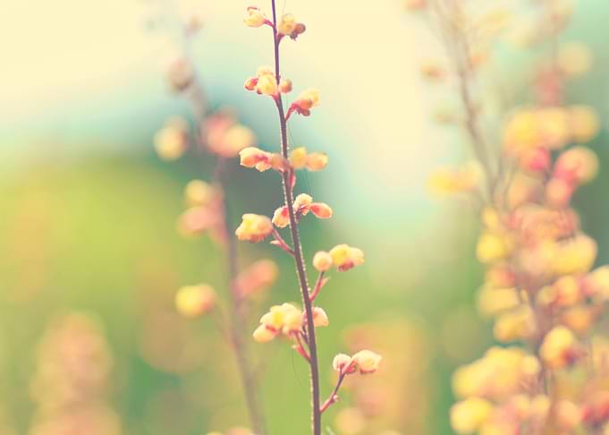 summer whispers