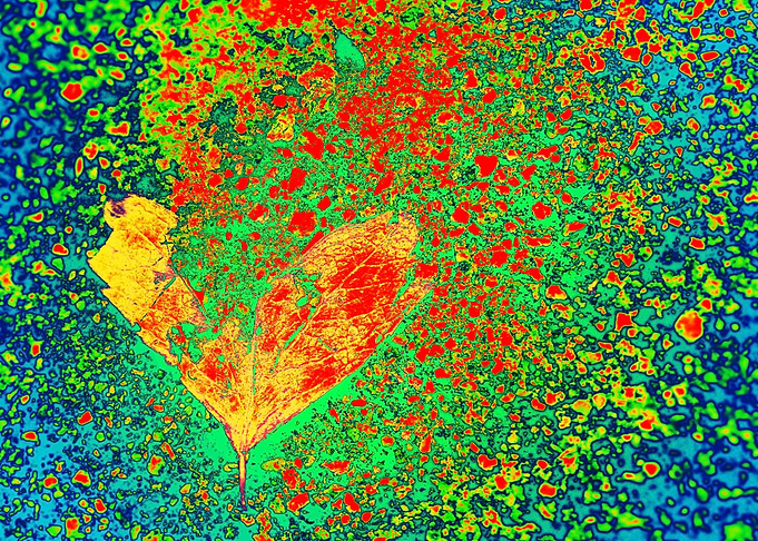 Tattered Heart