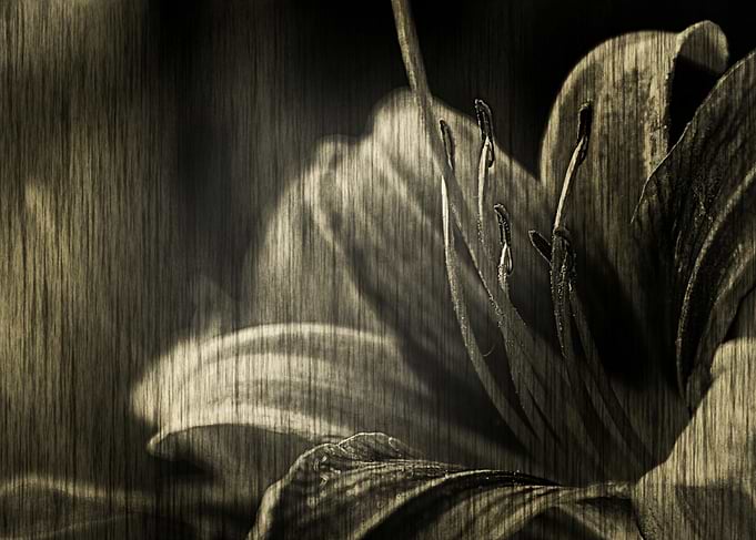 Vintage style monochromatic floral photography of a Da ...