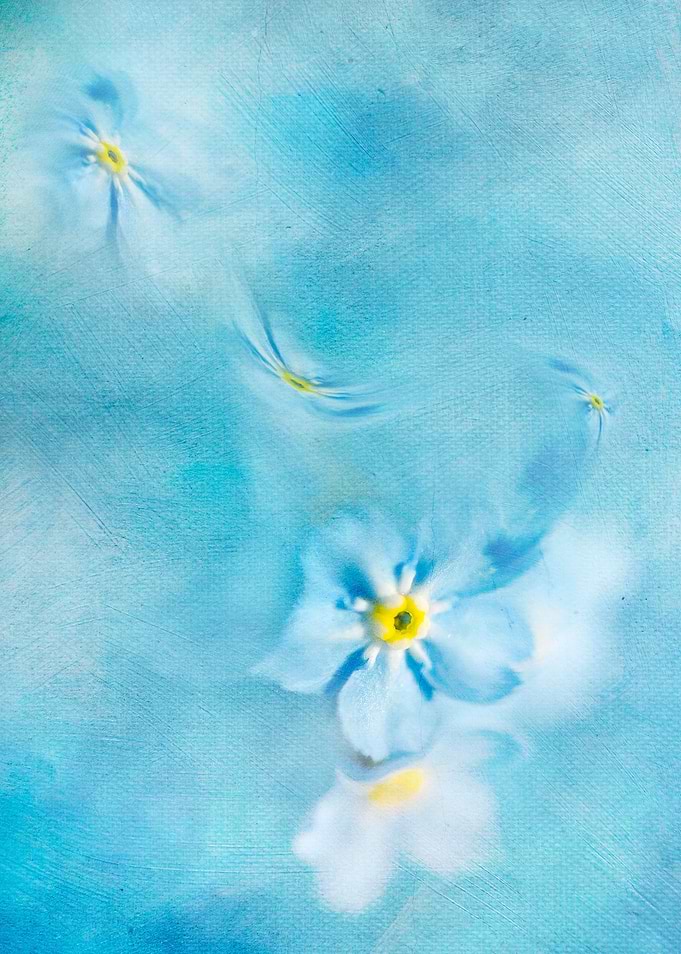 Forget Me Not