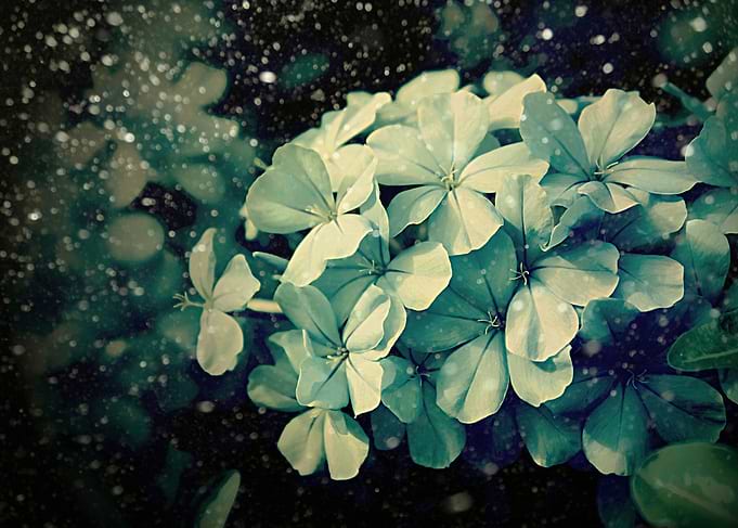 Beautiful light blue Plumbago flowers in a wintery snow ...