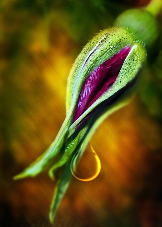 Crying Rose