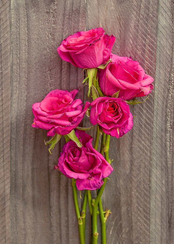 Roses