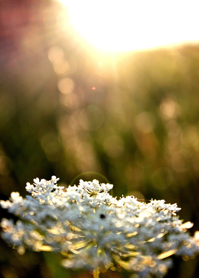 Floral Light