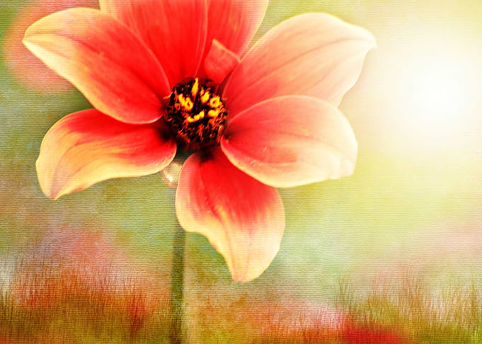 where flowers Bloom so does hope
