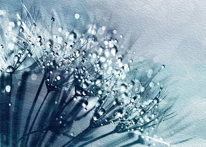 Together,dandelion seeds a