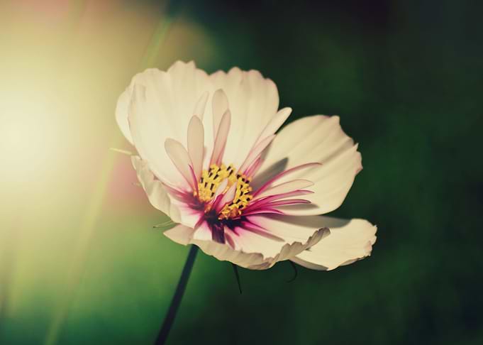 Deep in their roots, all flowers keep the light. Theodo ...
