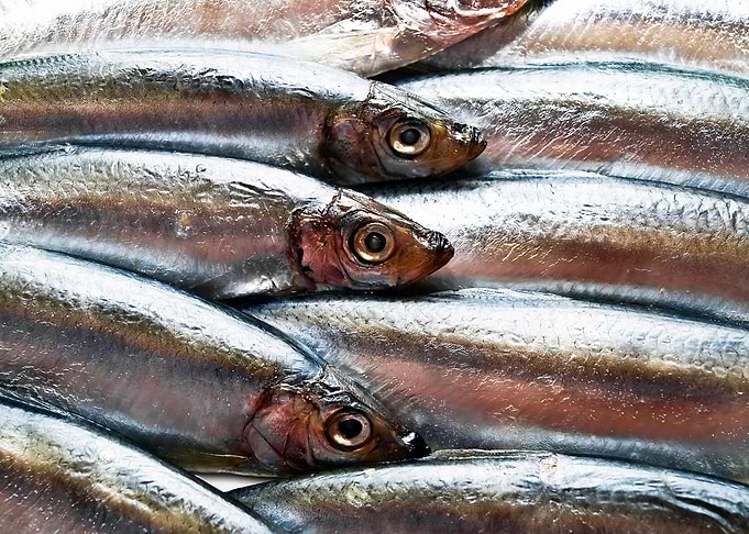 Fish