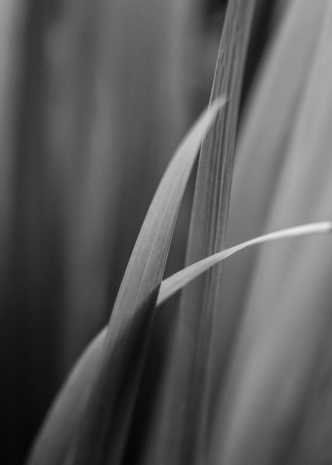 Nature · Black