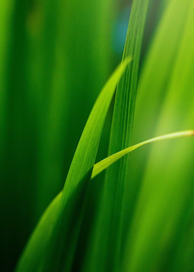 Nature Green