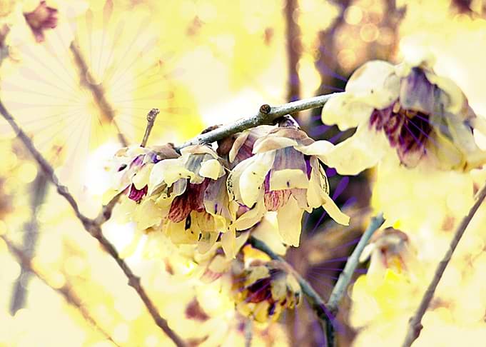 The winter reserves some surprises when the weather thr ...