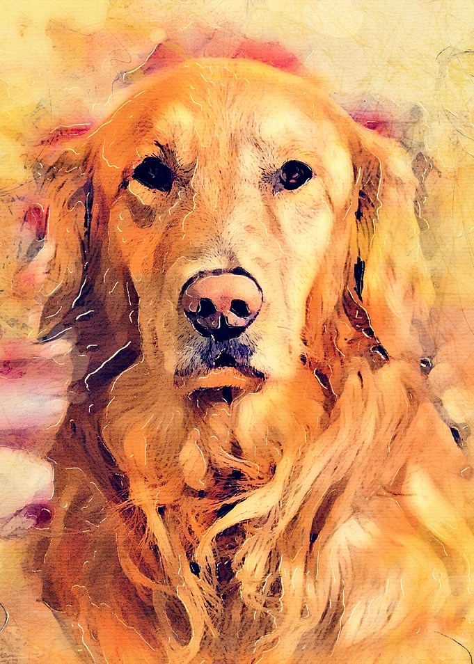 Dog Lula