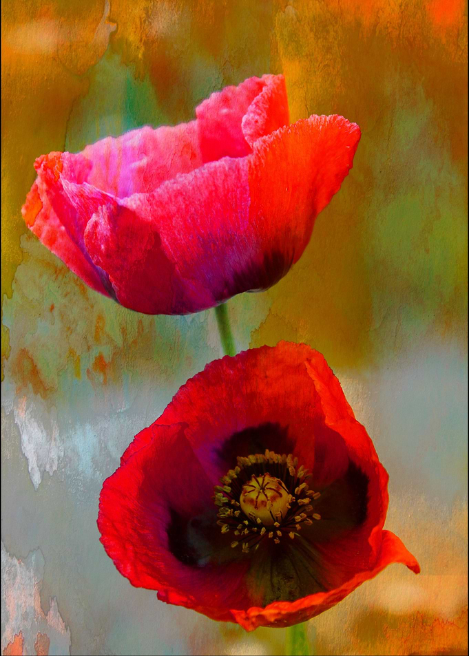 A mixed media art and photography piece of red poppies ...