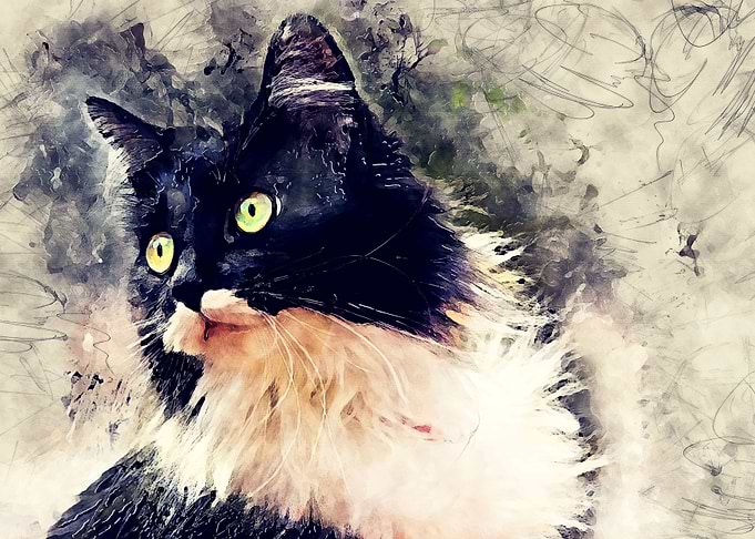 Cat Lola