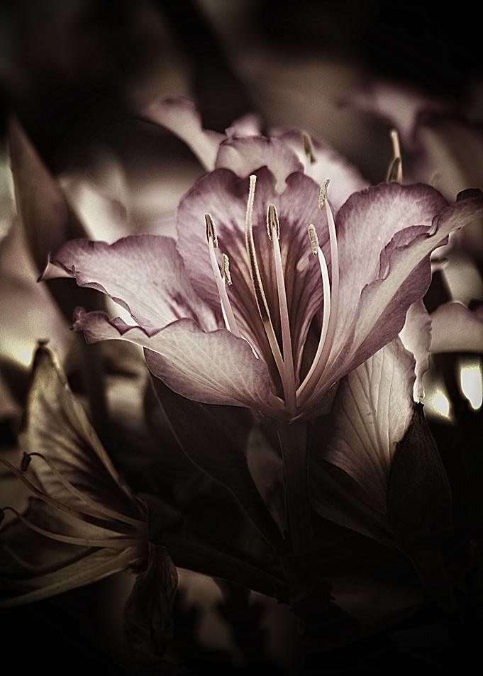 Beautiful antique style photography of the gorgeous flo ...