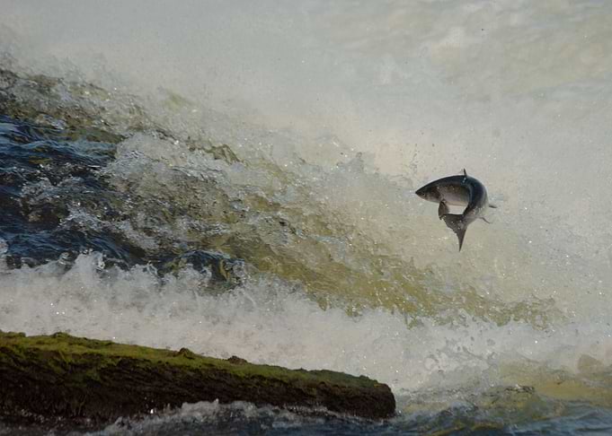 Jumpy salmon, in Galway.