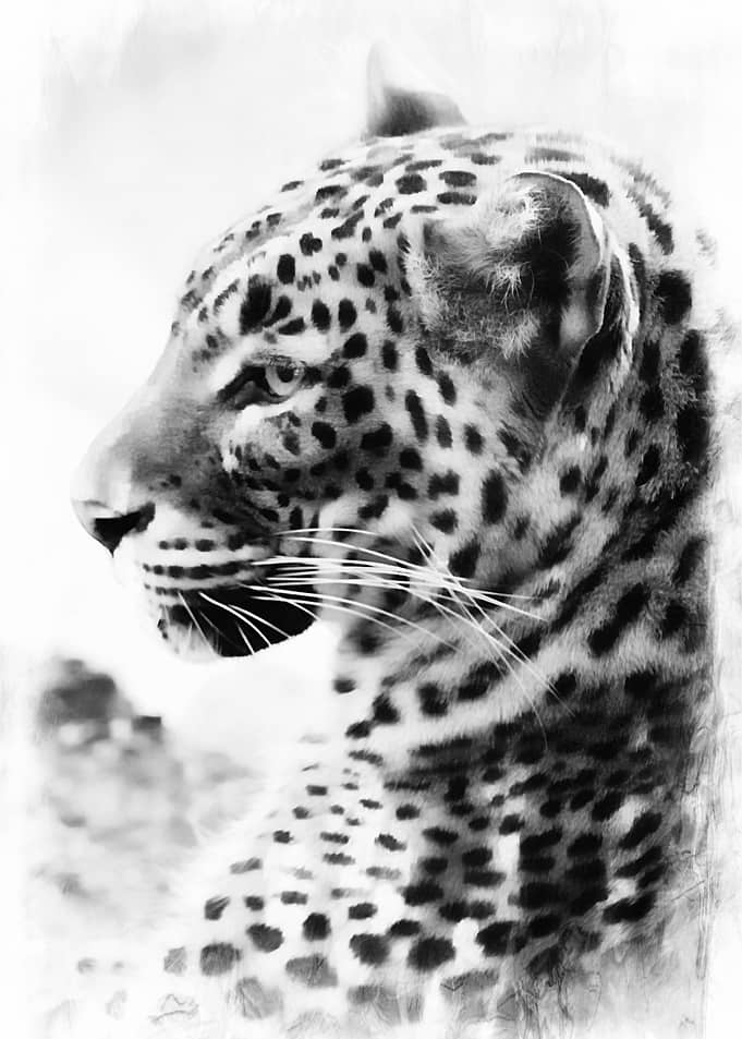 Mixed media art and photography piece of a leopard in ...