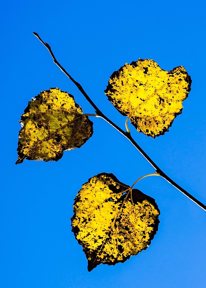 Study Of Autumn Generosity
