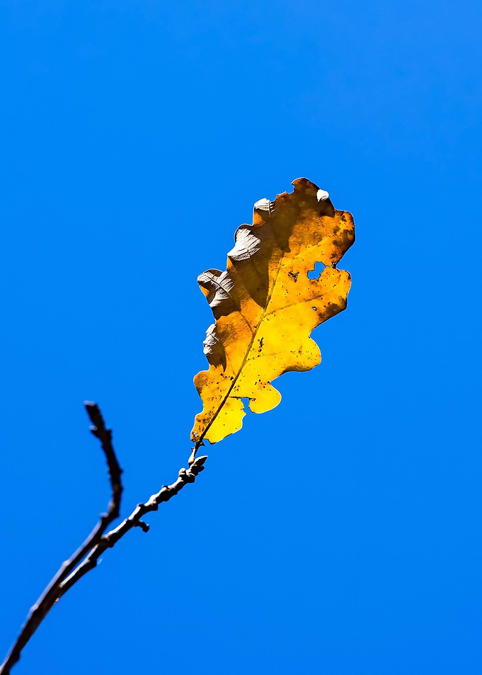 Study Of Autumn - Fire
