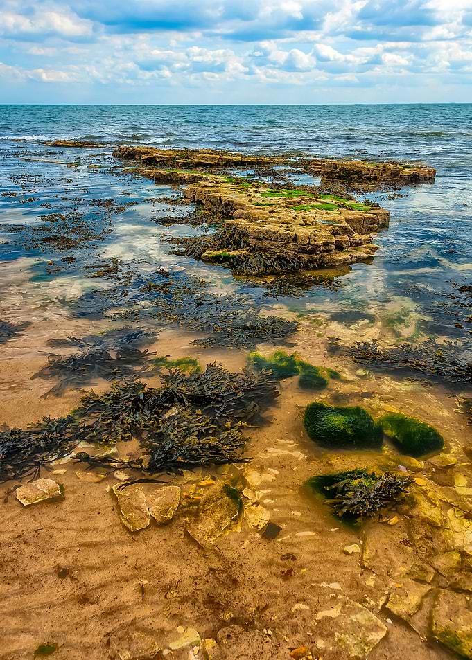 Sea grass