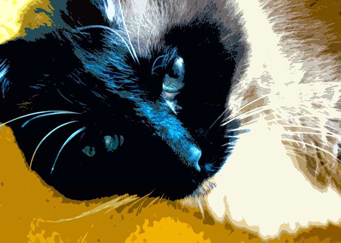 Igby, The Cat