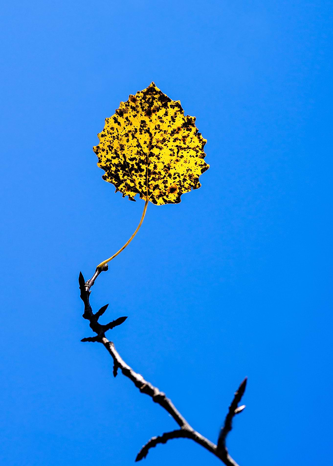 Study Of Autumn - The Lamp