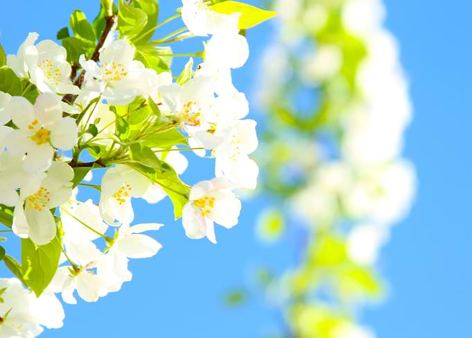 Bright Blooms