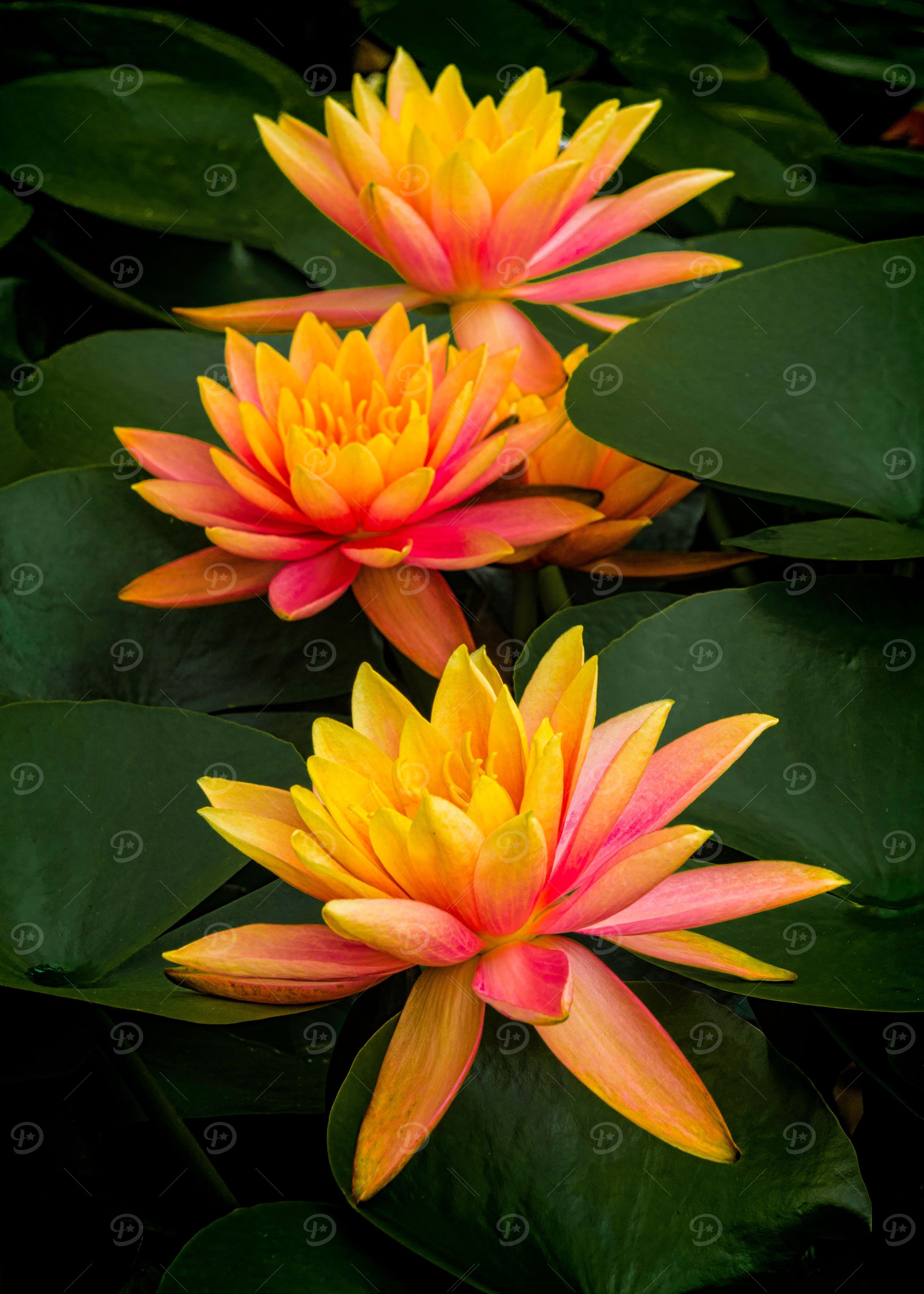Colorful Waterlilies
