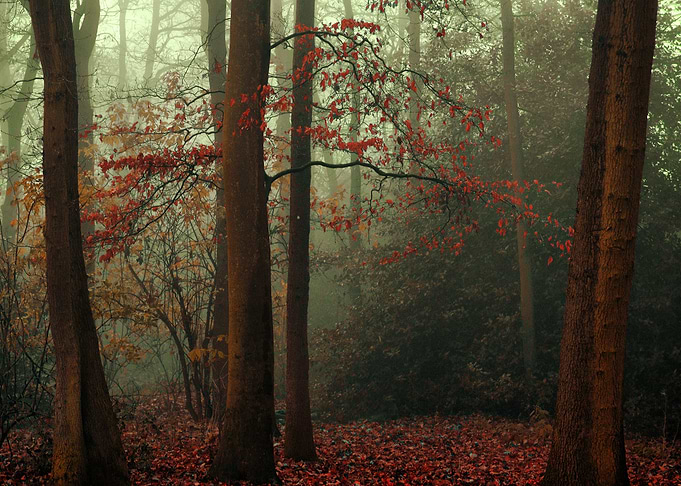 misty Autumn By chrissie Judge
