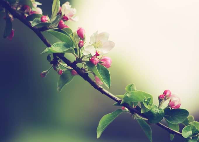 beauty of spring by chrissie Judge