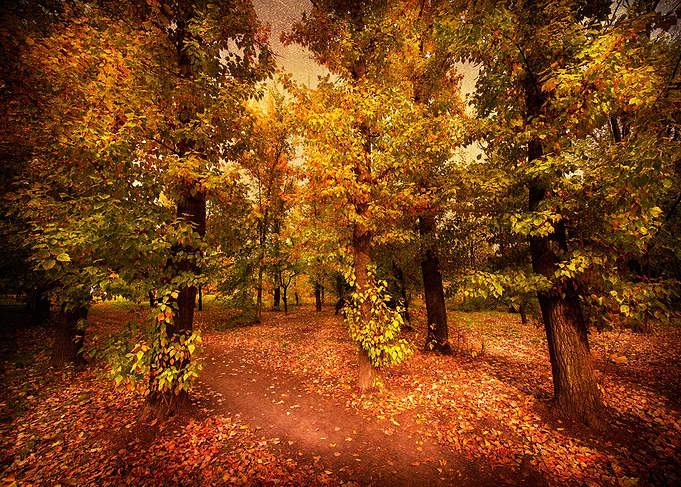 Autumn Light