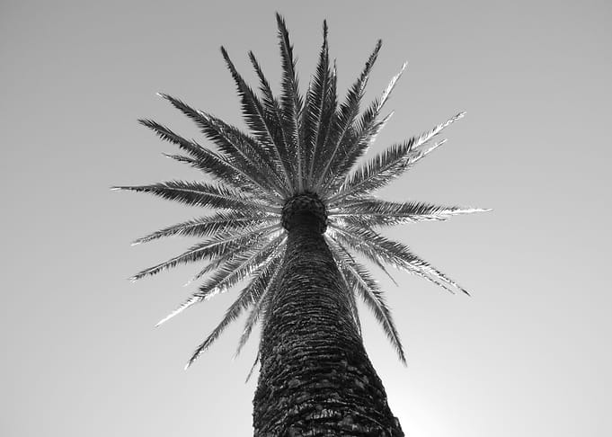 Palmtree at the De Young Museum in SF California