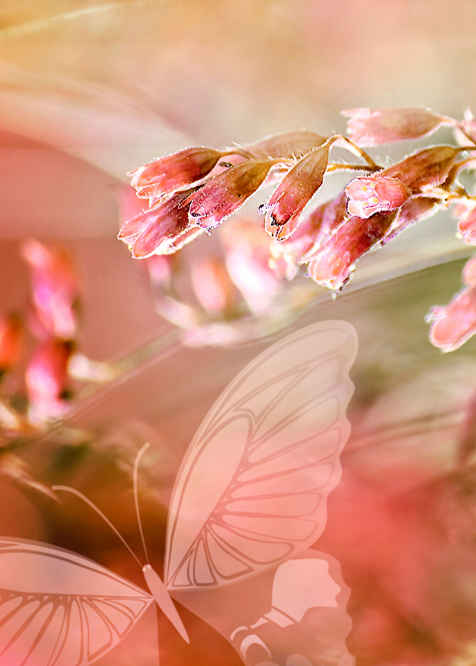 ROSE SPANGLES no5-Butterfly. Photo Art / Mixed Media. © ...