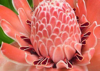 Flower, red, tropical, paradise, spider