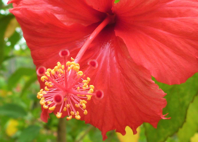 paradise garden